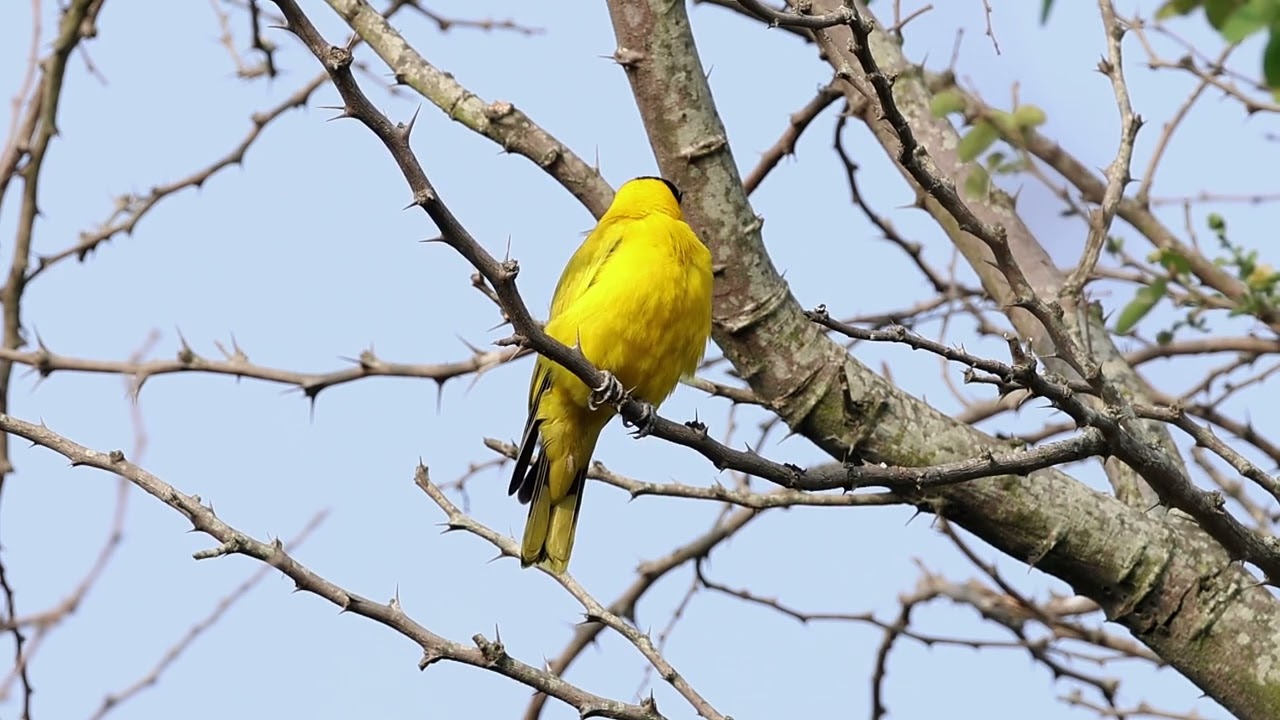 Black-naped Oriole of Saul kere lake 