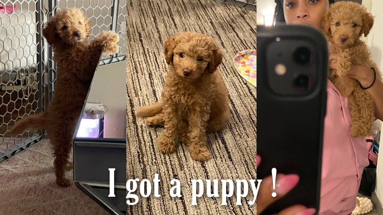 Bringing Home My 8 Week Old Goldendoodle | First Few Days With A New Puppy | Kera Nichelle