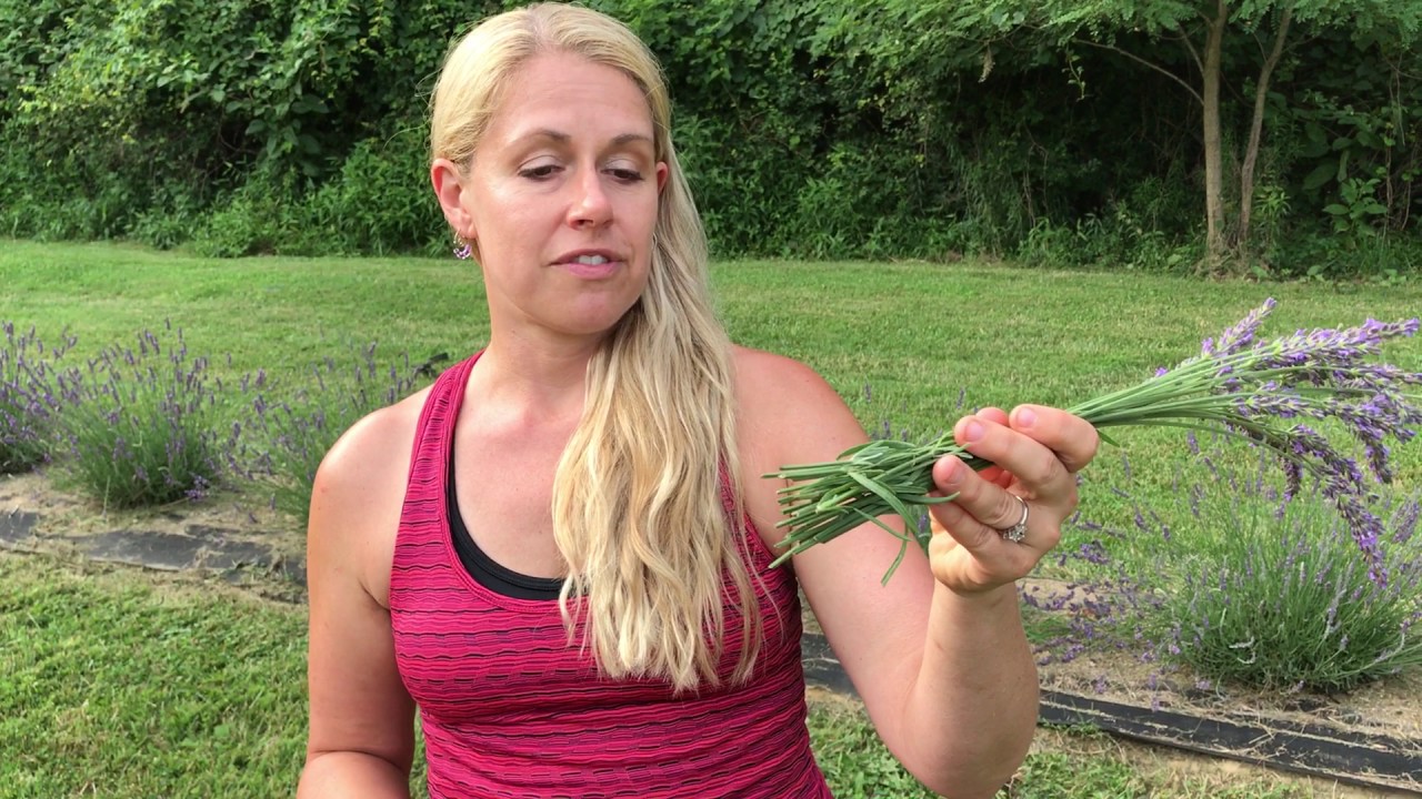 Tips on picking lavender bunches