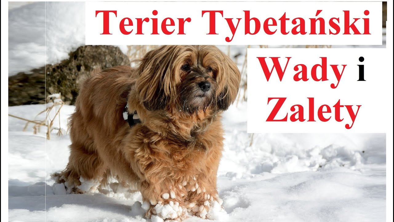 Terier Tybetański - Wady i Zalety