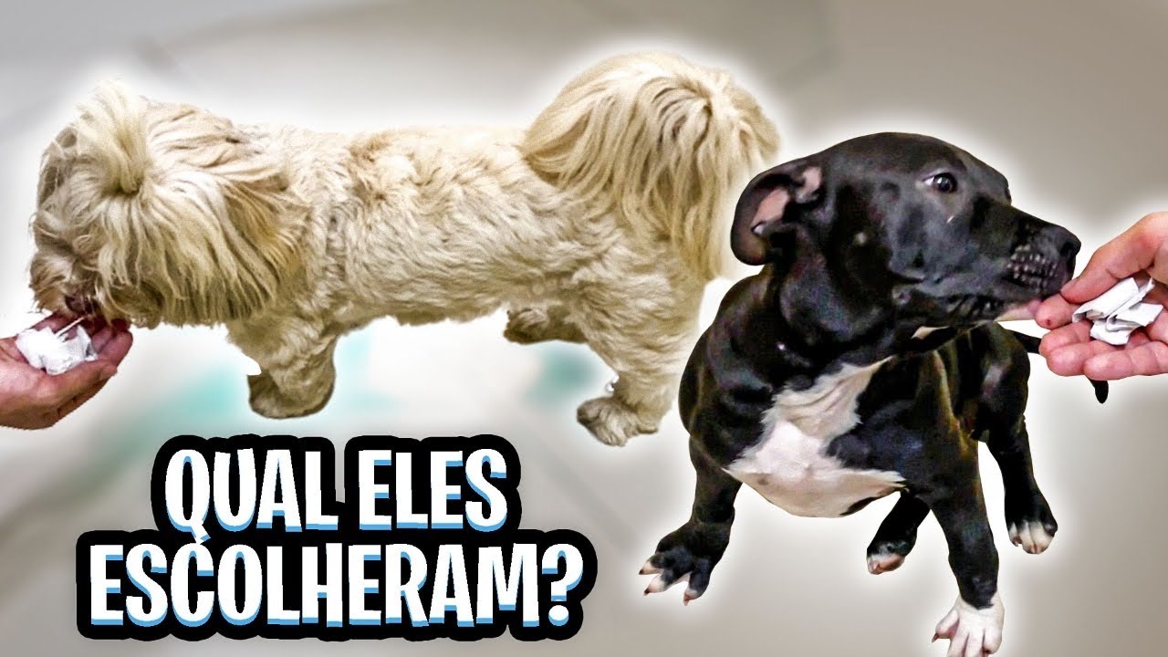 ESCOLHENDO O NOME DO NOSSO PITBULL!