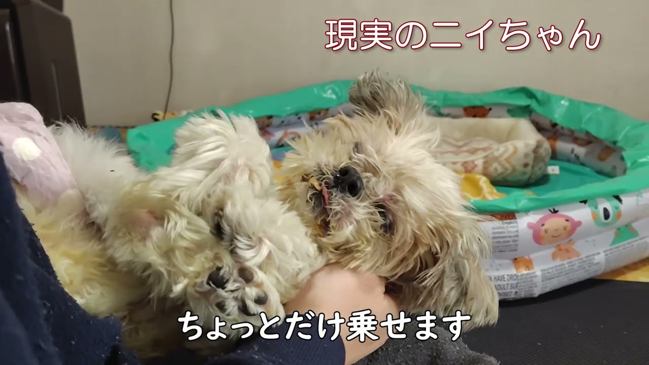 【シニア犬】ニイちゃんはちょっと不機嫌【シーズー】