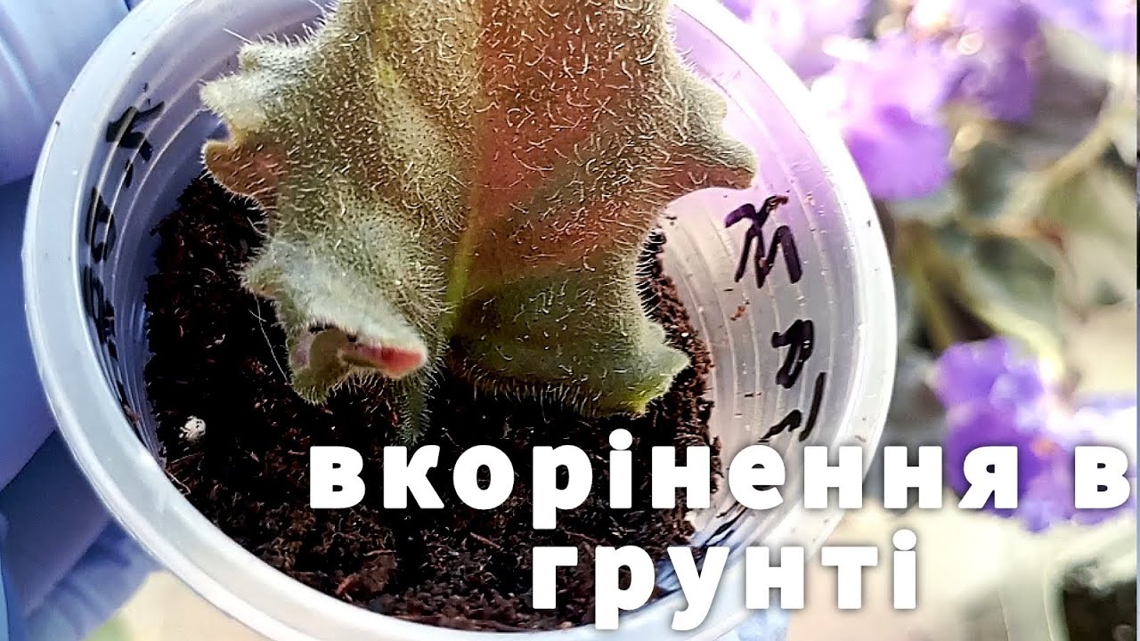 ЯКИЙ МІЙ ДОСВІД ВКОРІНЕННЯ В ҐРУНТІ ЛИСТКА ФІАЛКИ. 100% РЕЗУЛЬТАТ! ПОВНИЙ ГАЙД #рослиниукраїна