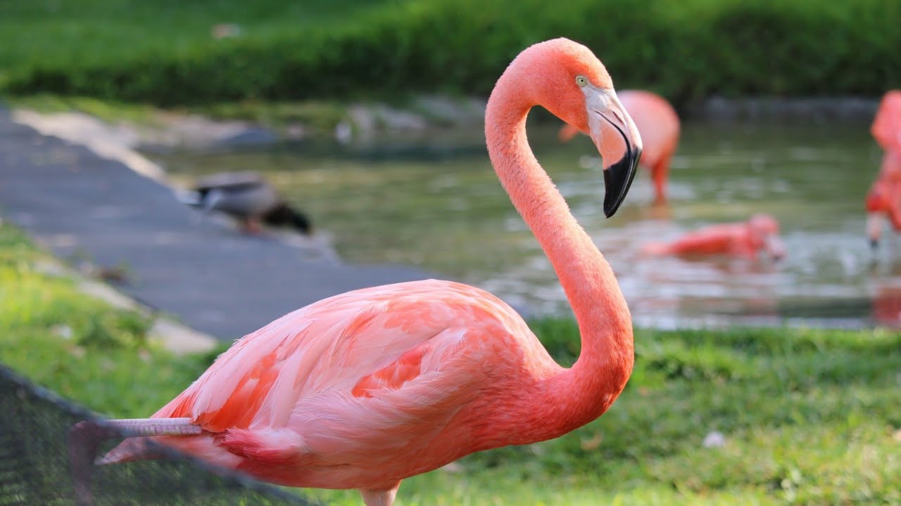 30 Amazing Animal Sounds For Children