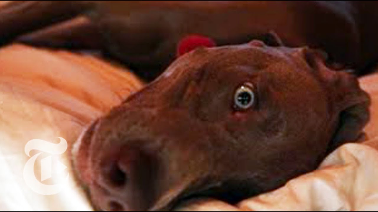 William Wegman's Wilderness: An Artist and His Dogs at Home | The New York Times