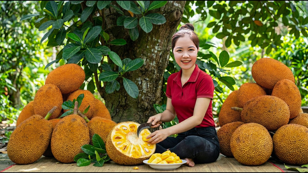 Harvesting 1000+KG of Fresh Orange Jackfruit &ndash; Bountiful Tropical Season