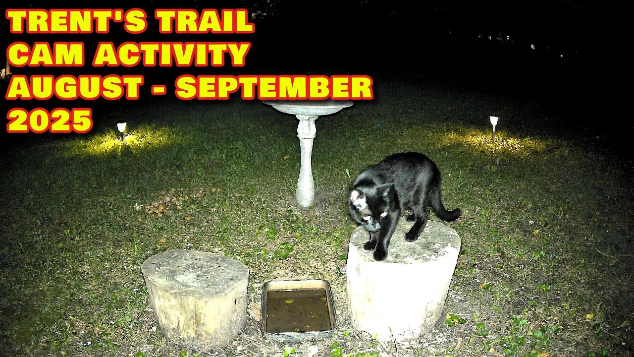 Trent's Trail Cam Activity - August Thru September 2025