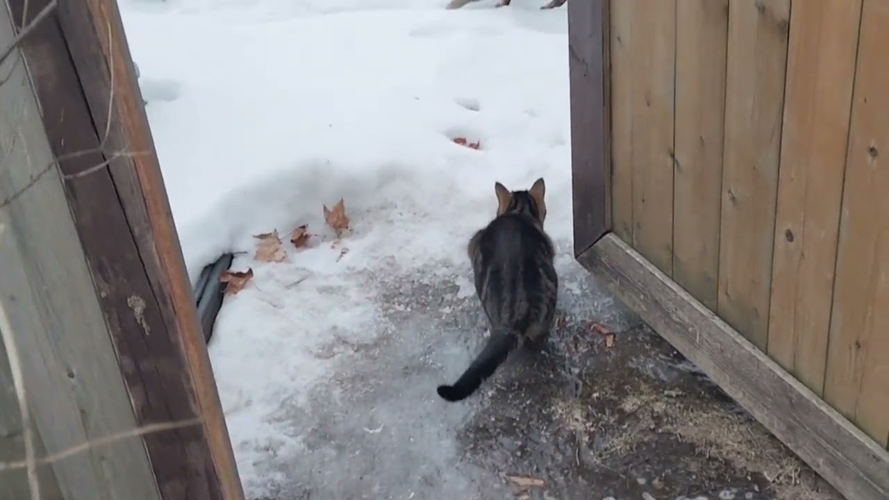 Caturday Matinee - 🐾Black Cat Has Got To Go! 😤