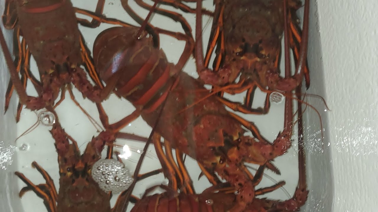 Quick lobster limit