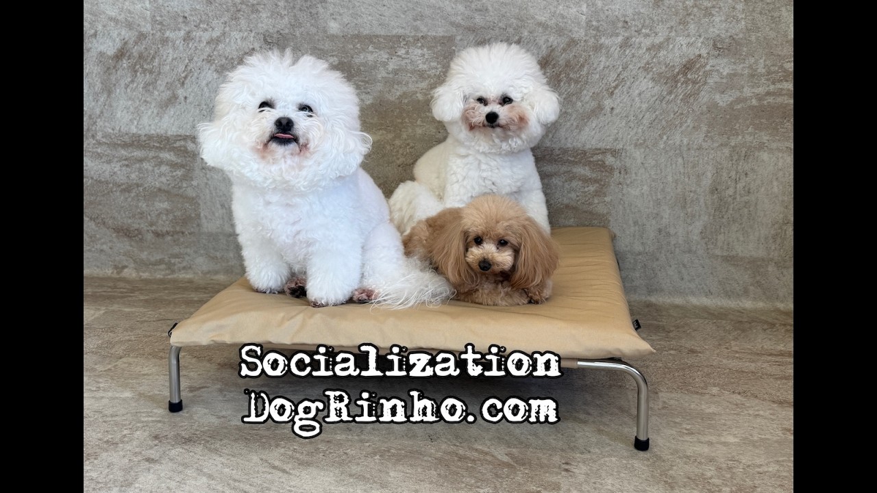 Dog daycare in Japan DogRinho 犬の保育園　20260301