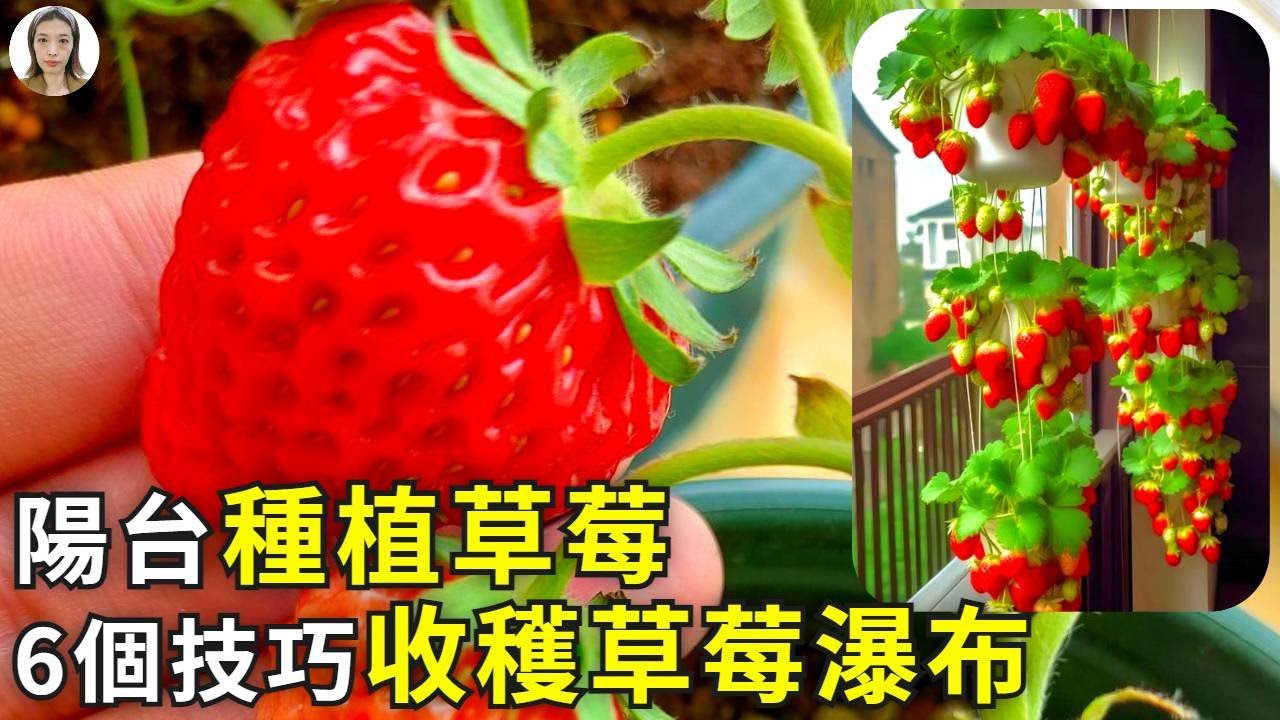 陽台種植草莓，只需要6個小技巧，種出草莓瀑布，又大又紅又甜！|花花世界
