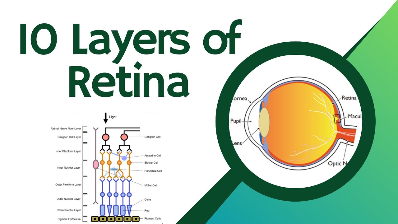 Layers of Retina | Anatomy of Eye