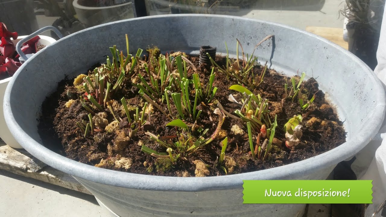 97. SARRACENIA COLTIVAZIONE IN ESTERNO TUTTO L'ANNO. RIPOSIZIONAMENTO PIANTE IN CATINELLA