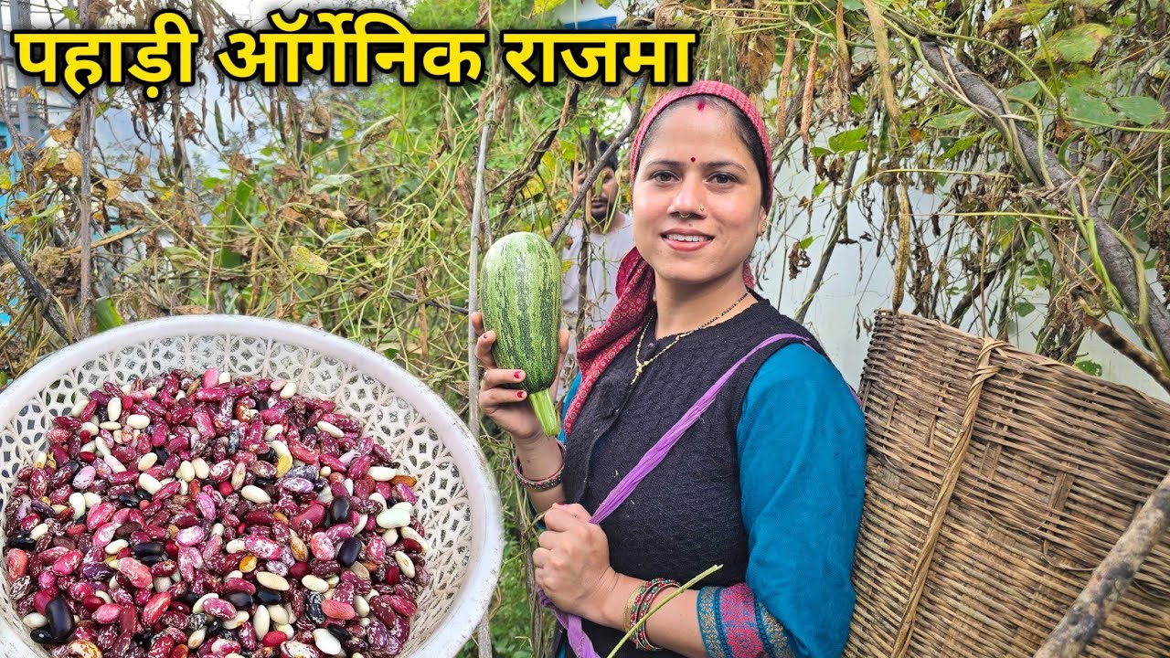 किचन गार्डन से निकाल दी ढ़ेर सारी पहाड़ी राजमा || Pahadi Lifestyle Vlog || Priyanka Yogi Tiwari ||