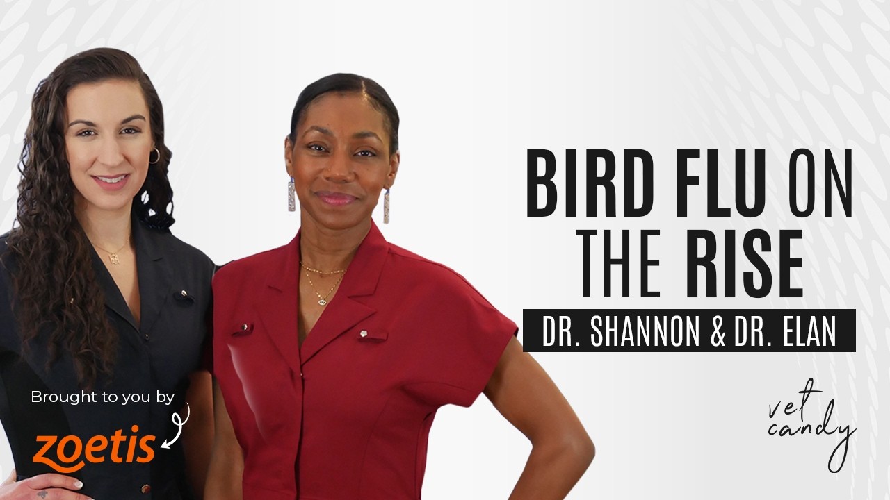 Bird Flu: What Every Vet Needs on Their Radar