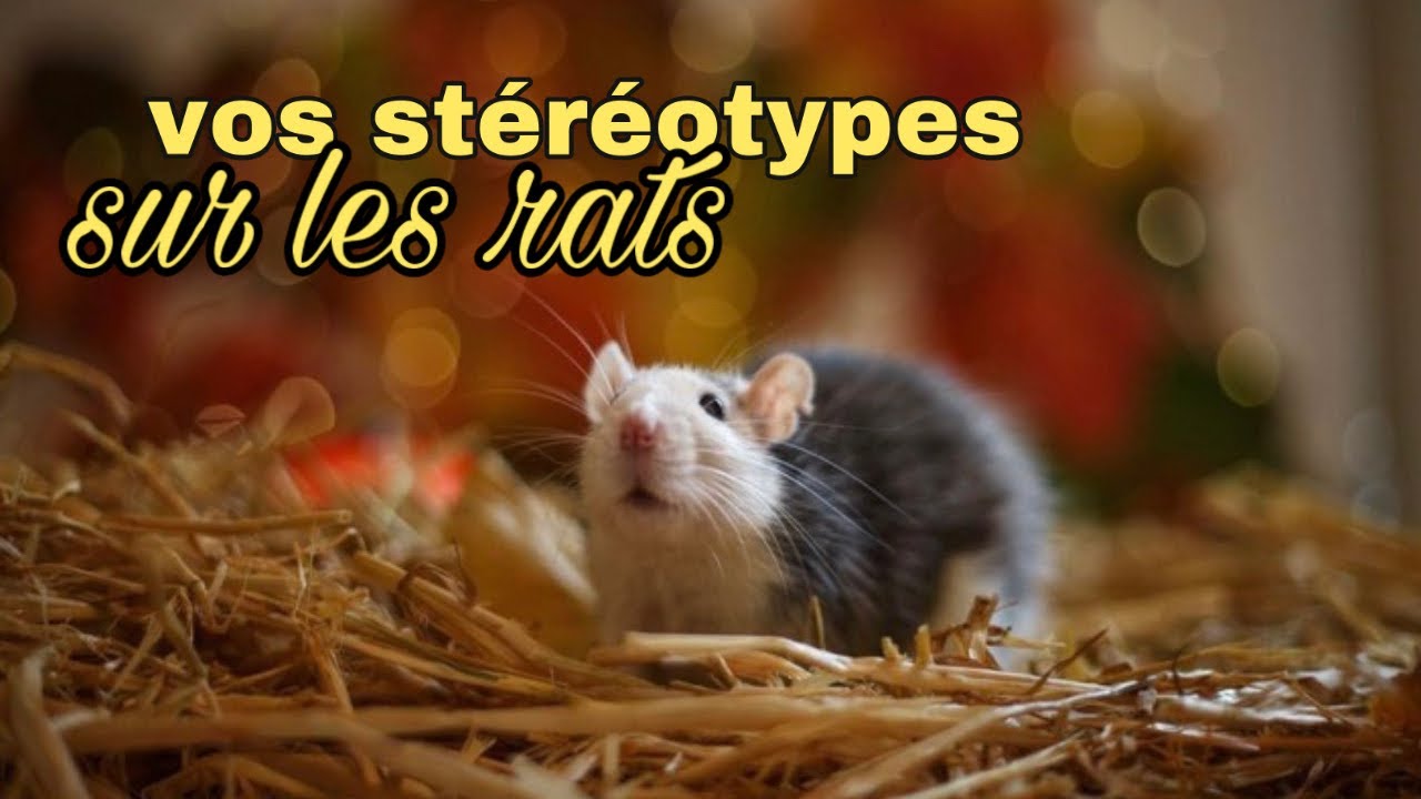 Je réponds à vos stéréotypes sur les rats