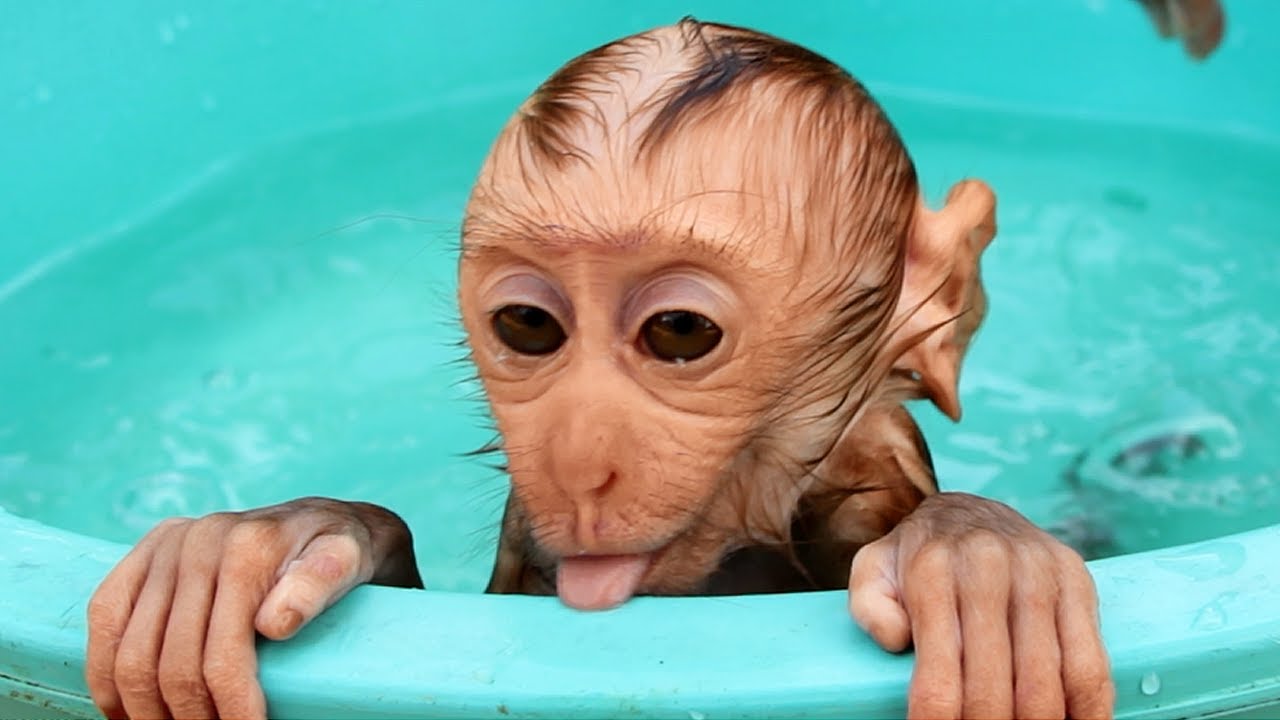 Wash Baby Monkey Bath Time| Excited Baby Sit in Tub Baths Very Cute