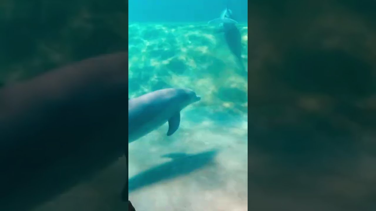 Atlantic Bottlenose Dolphins are so smart! #dolphin