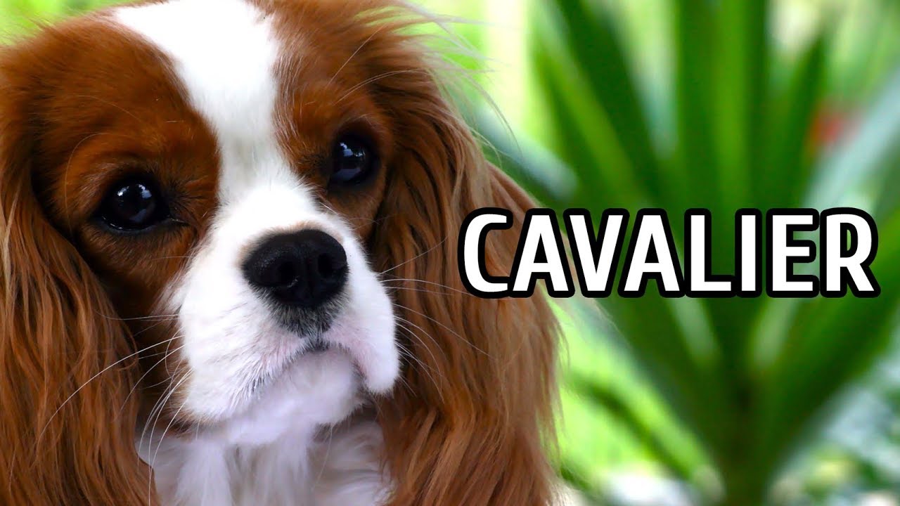 TUDO SOBRE CAVALIER: PREÇO, CUIDADOS, PROBLEMAS DE SAÚDE | CLÉO