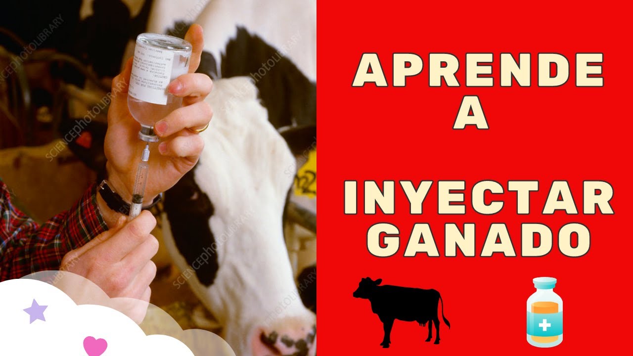 Aprende a inyectar correctamente tu ganado / ¿Cómo inyectar ganado?