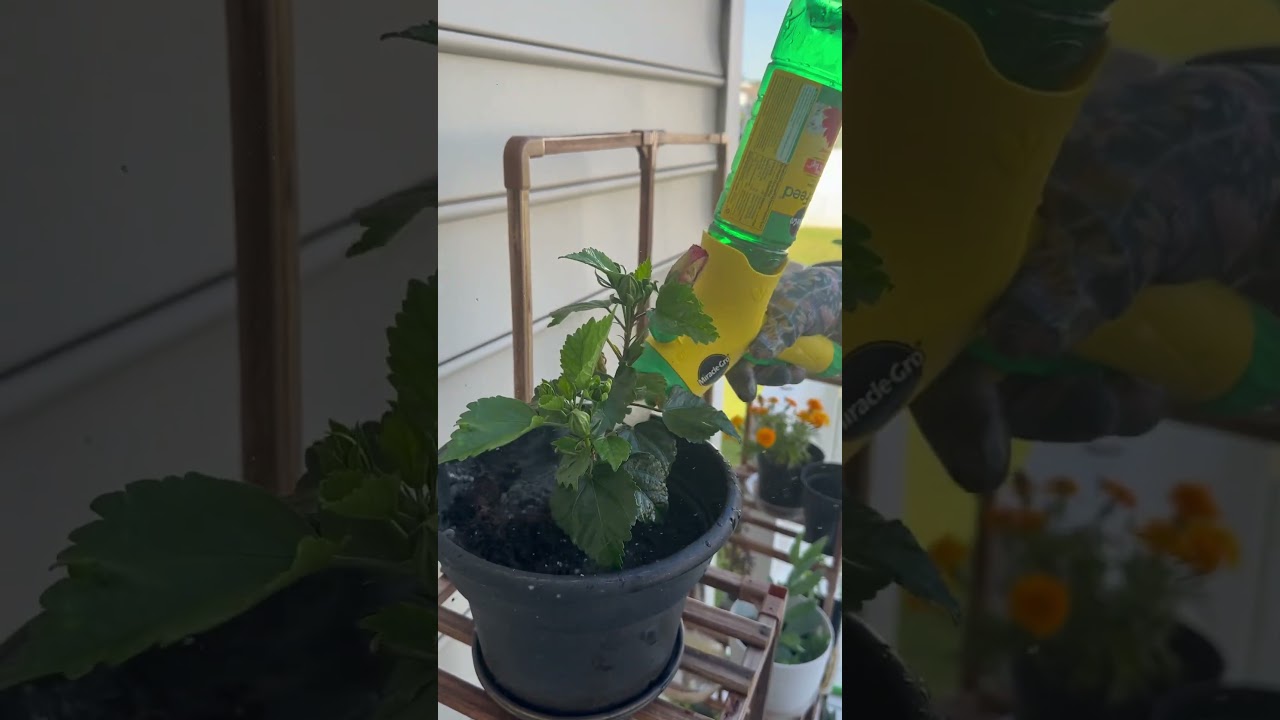 Miracle-Gro Liquafeed All Purpose Plant Food For Plants | #Shorts | Cool Places