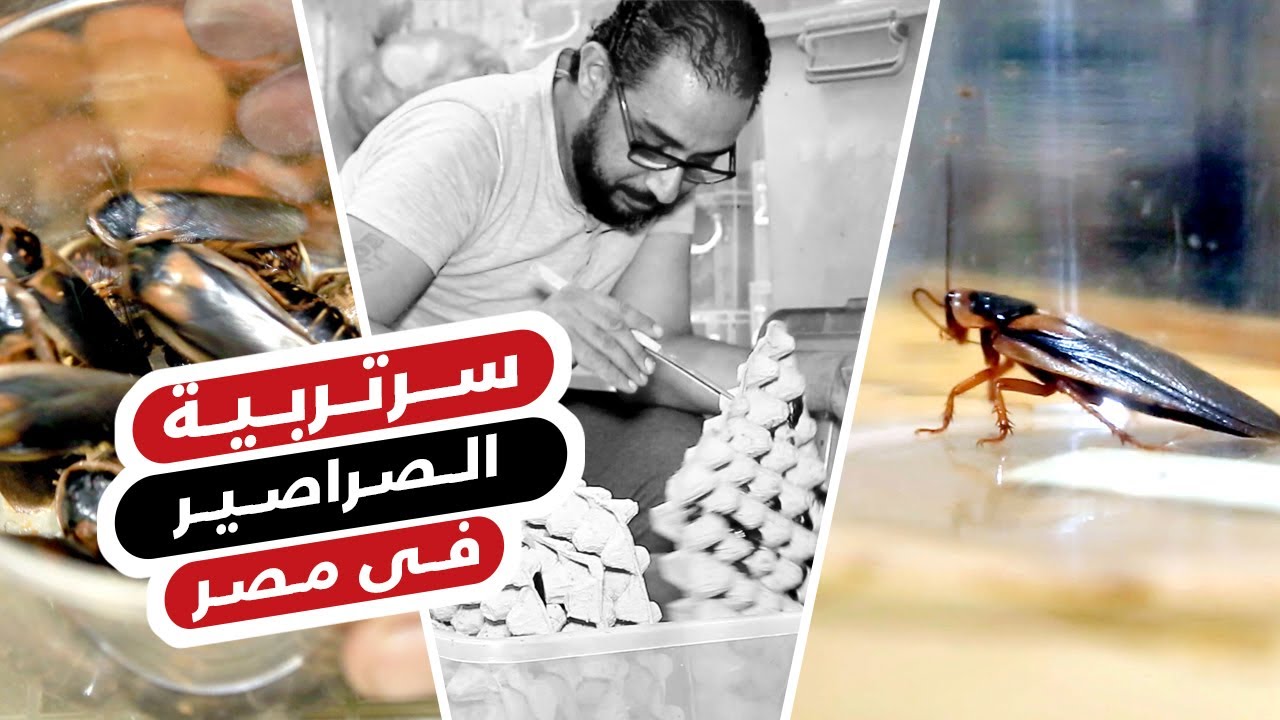 السر وراء تربية الصراصير فى مصر