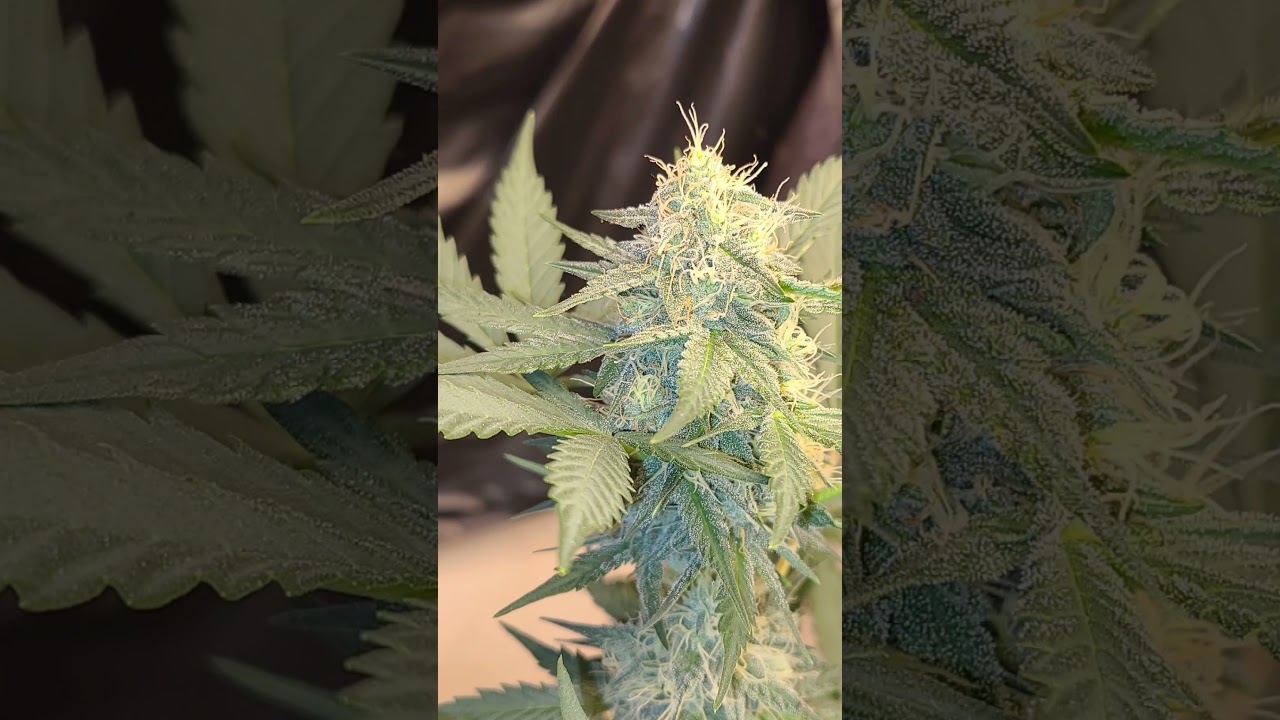 Bud Pics