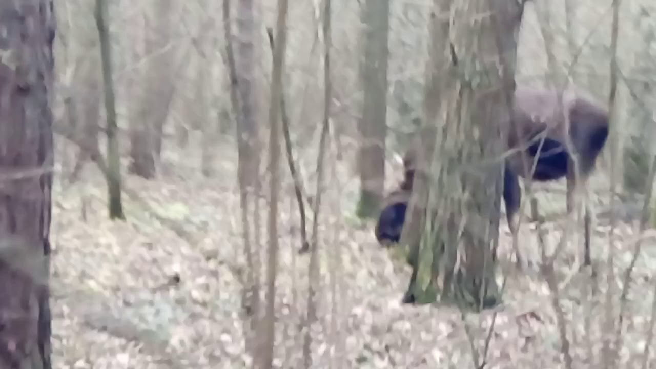 Лось. Встреча в марте / Лос. Среща през март / Moose. Meeting in March