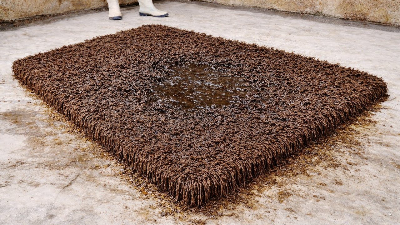 Unbelievably Dirty Shaggy Rug Gets a Perfect Clean | Satisfying ASMR