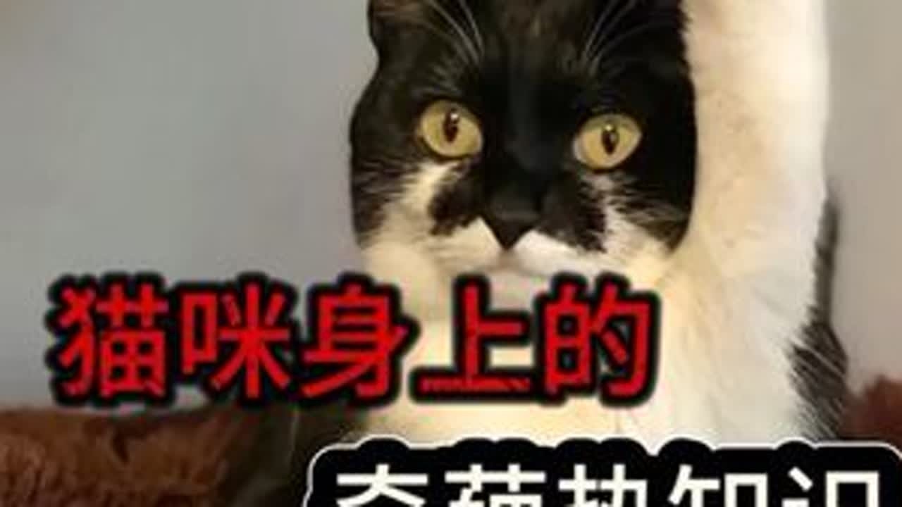 你都记着了吗？#猫咪 #猫咪的迷惑行为 #萌宠 #萌宠出道计划 #萌宠日常记录