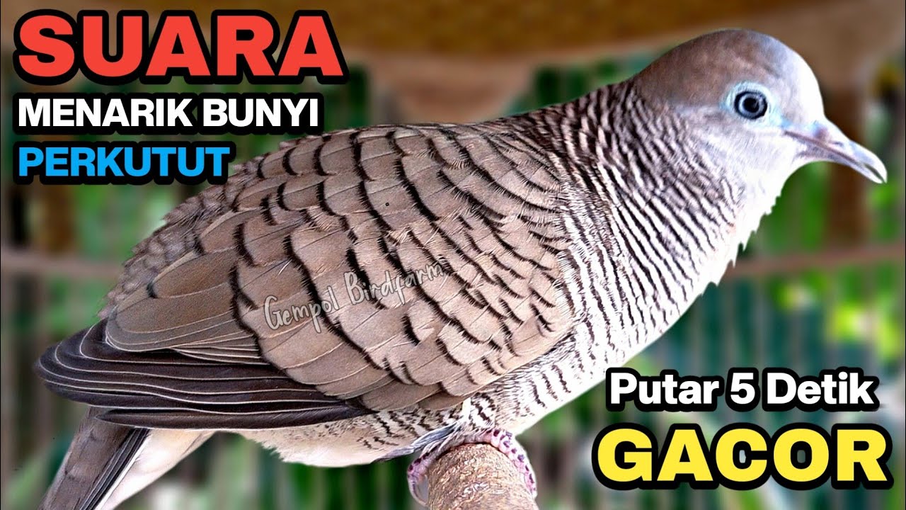 Perkutut Lokal Gacor Suara Besar Pancingan Burung Perkutut Agar Cepat Bunyi.