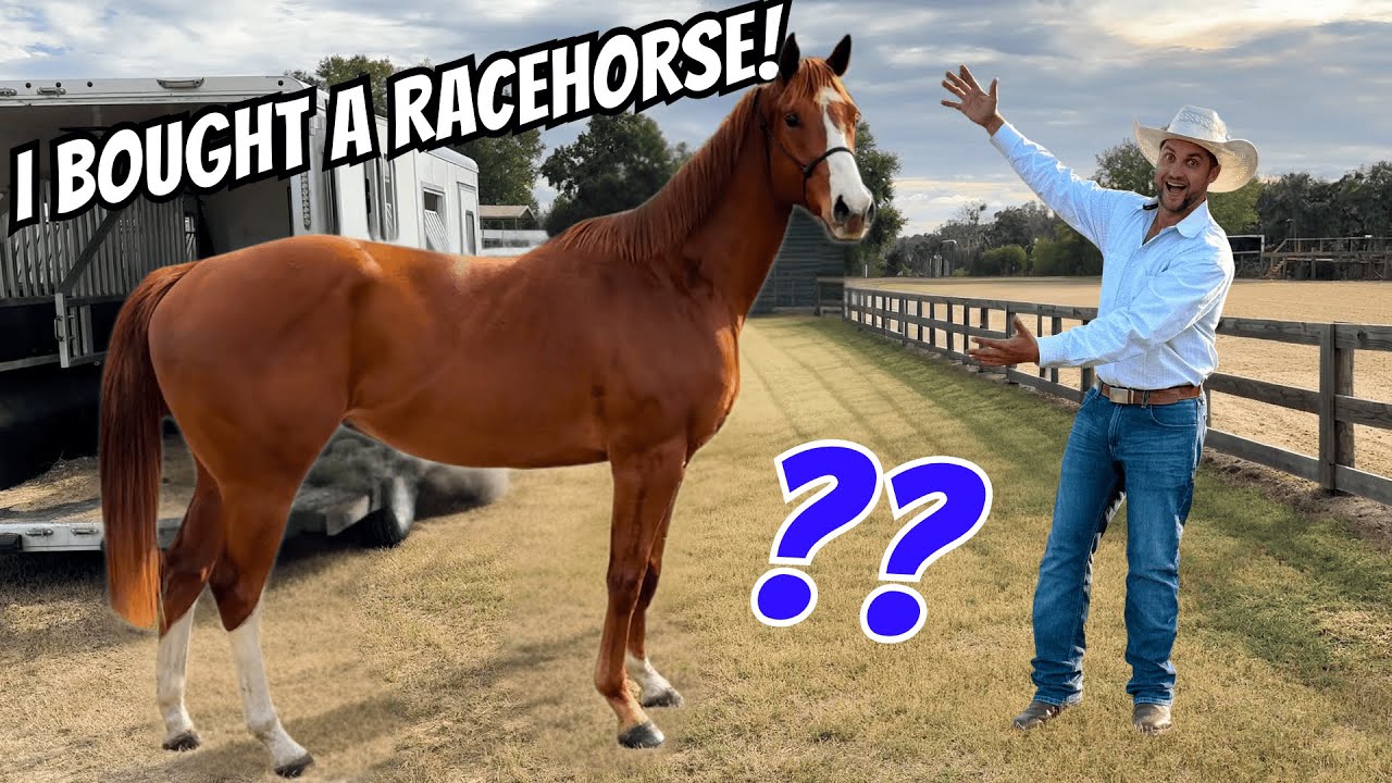 I BOUGHT a RACEHORSE
