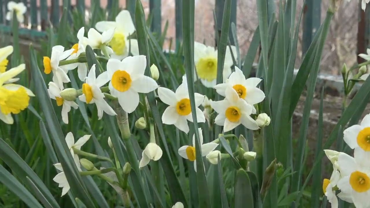 ΕΠΕΤΕΙΟΣ 7ΗΣ ΜΑΡΤΙΟΥ 1878 ΠΑΛΑΜΑ ΔΟΜΟΚΟΥ