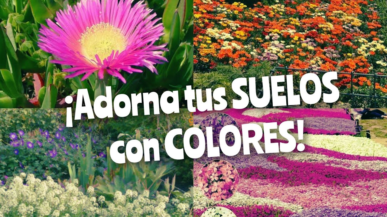 ¡9 INCREÍBLES plantas TAPIZANTES con FLORES!🌻🌷🌿🥰/ CUBRE tus SUELOS con ALEGRES y COLORIDAS FLORES🌺⚘️