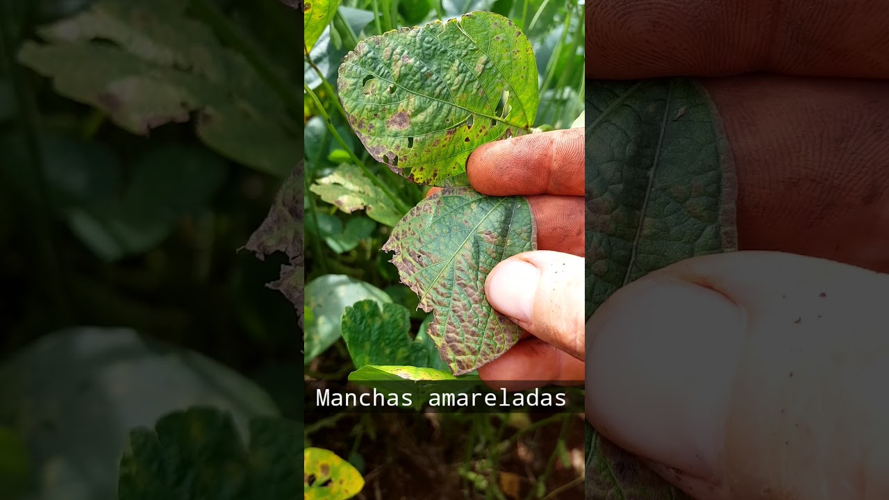 Fito de Fungicida ou  FUSARIUM