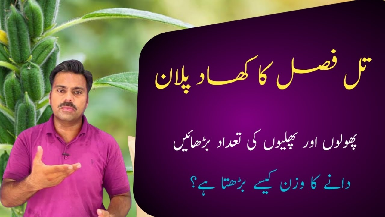 Fertilizer plan for Sesame crop to get a bumper yield | Abid Ali Agrarian