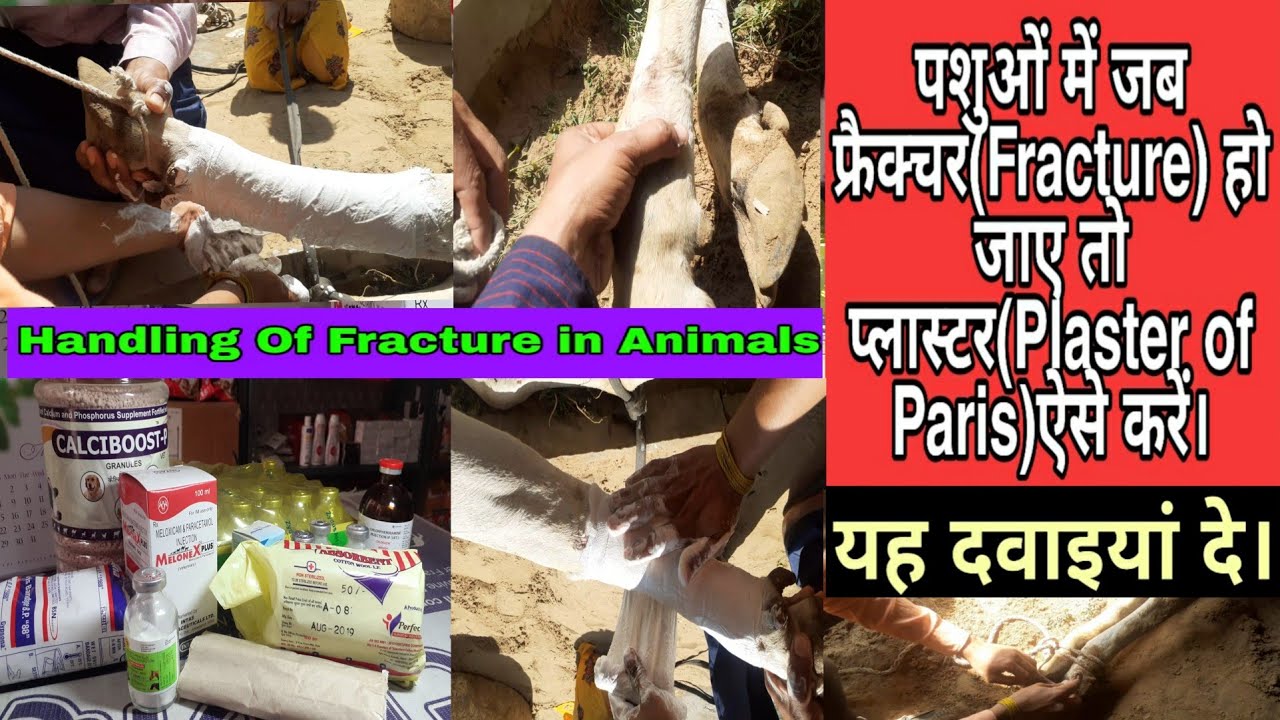 जब फ्रैक्चर(Fracture)हो जाए तो पशुओं में प्लास्टर कैसे करें? Plaster Of Paris in Animals, Medicine