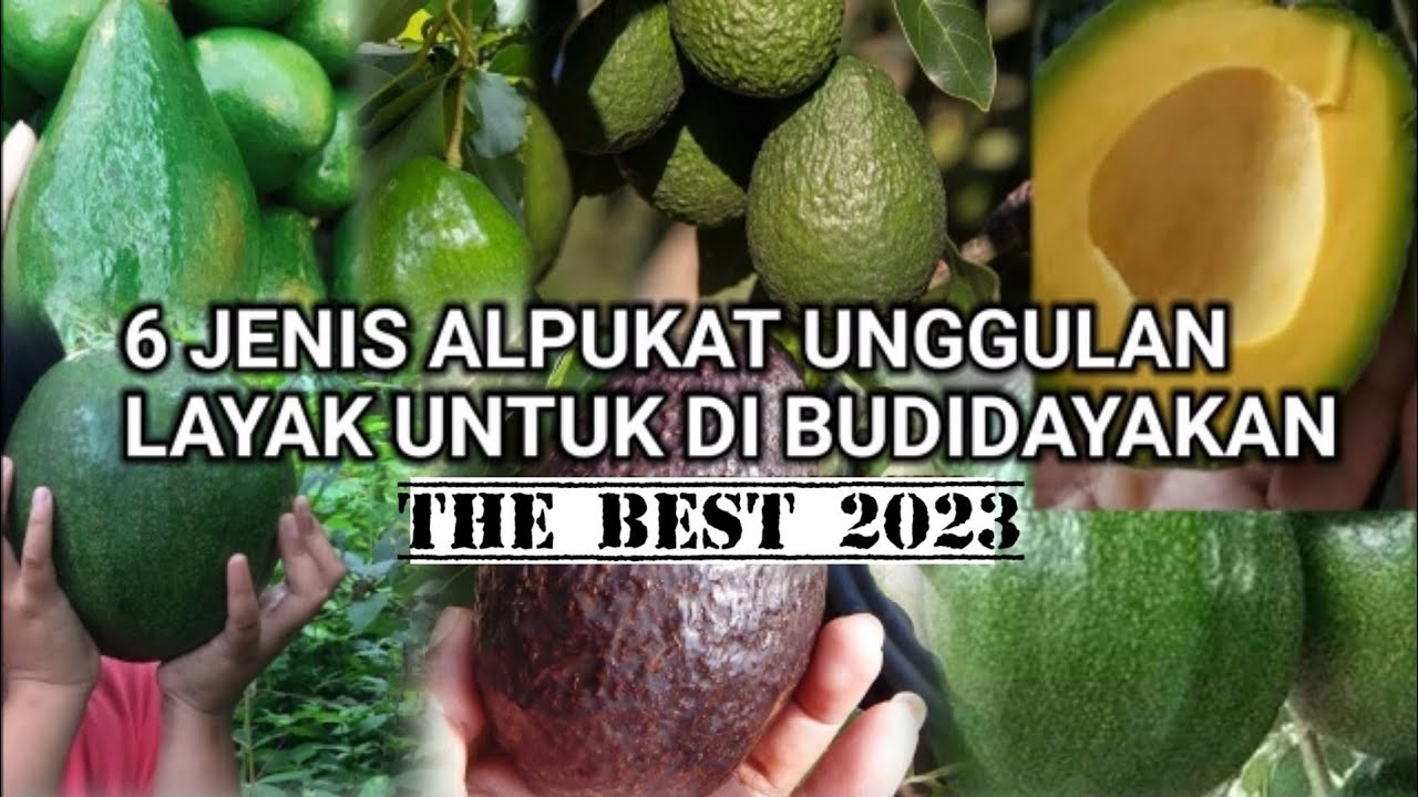 6 JENIS ALPUKAT UNGGULAN DI INDONESIA