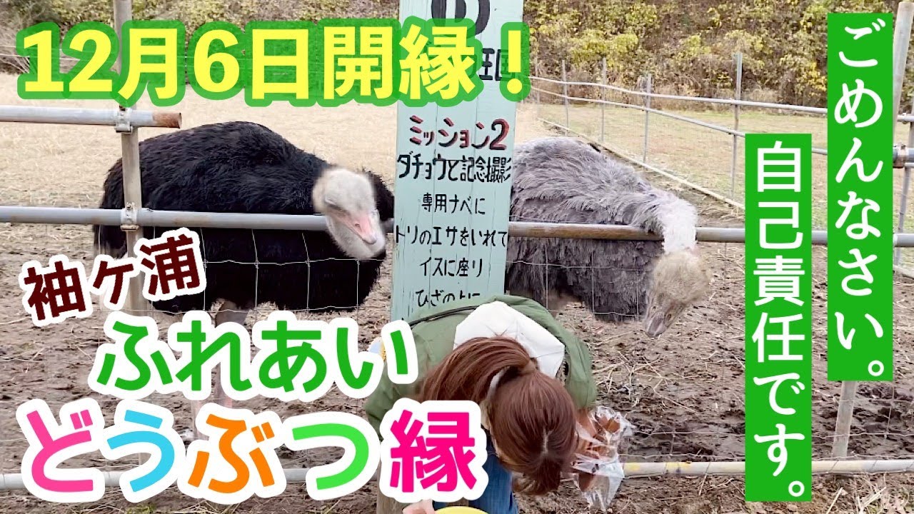 【自己責任】袖ヶ浦ふれあいどうぶつ縁でまさかの御縁【動物園】