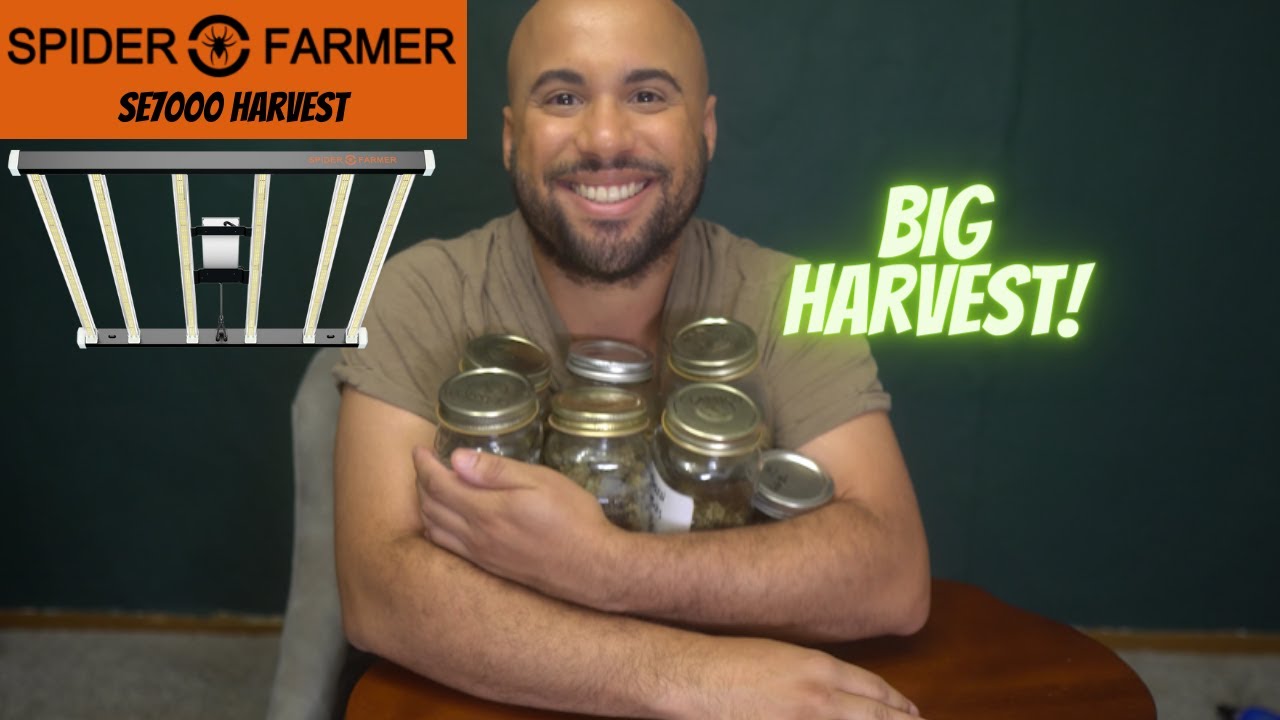 Spider Farmer SE7000 Autoflower Weed Harvest