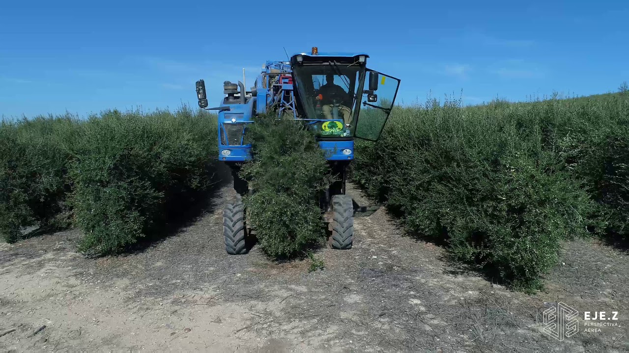 Recolecci&oacute;n de la aceituna en olivares superintensivos