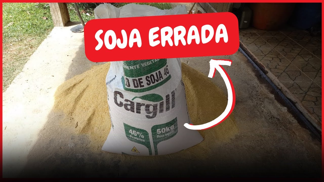 SOJA para GALINHAS: cuidado para não errar