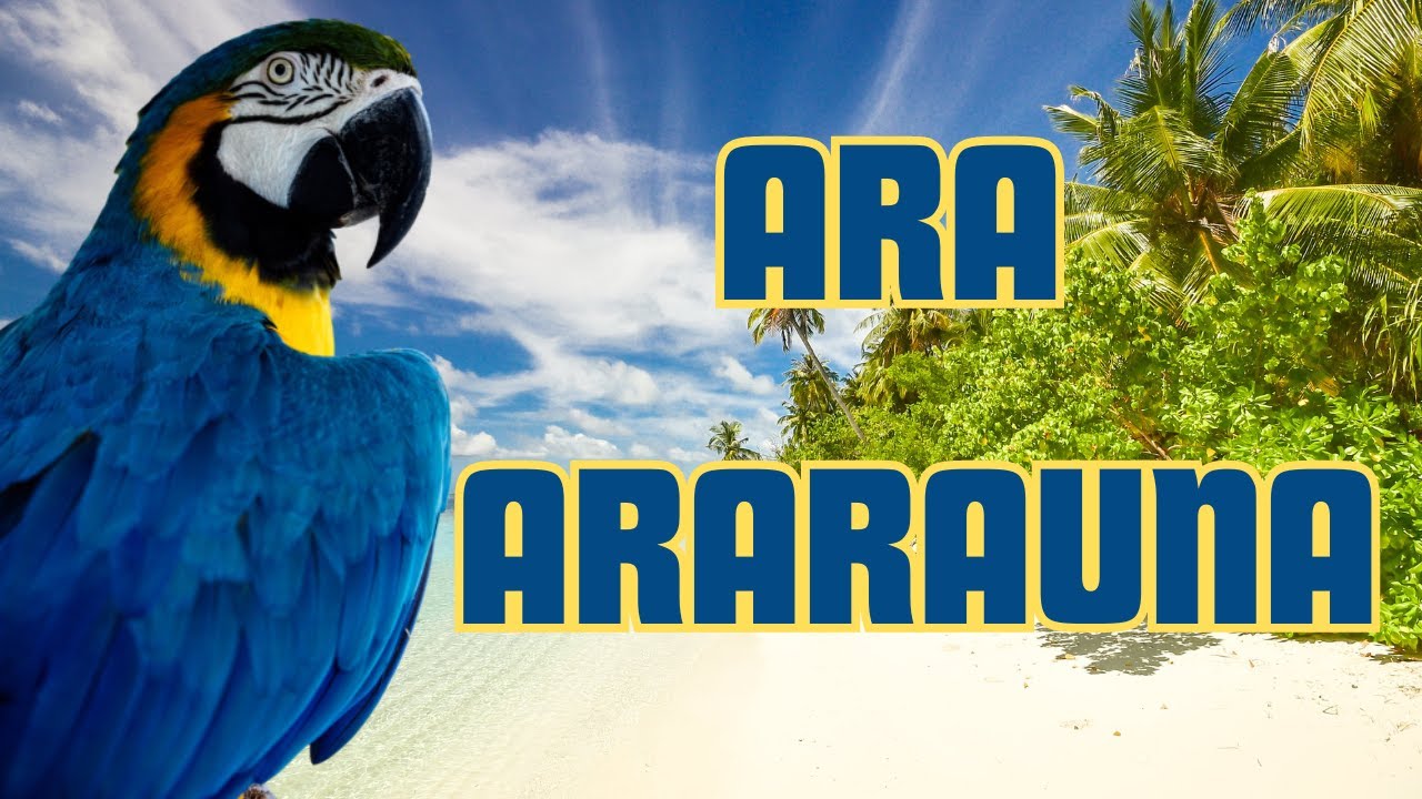 Il PAPPAGALLO più FAMOSO al MONDO - ARA ARARAUNA #ara #parrots