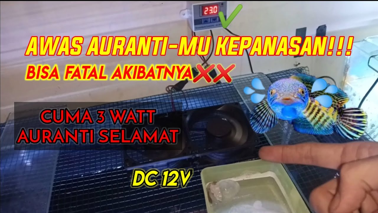 KIPAS PENDINGIN AQUARIUM OTOMATIS - MERANGKAI THERMOSTAT DIGITAL