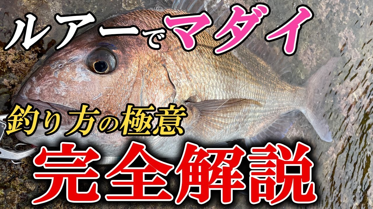 【完全攻略】こうやれば岸からルアーでマダイは釣れる！ショアレッド狙いに必須の基本・釣り方【堤防・サーフ・磯】