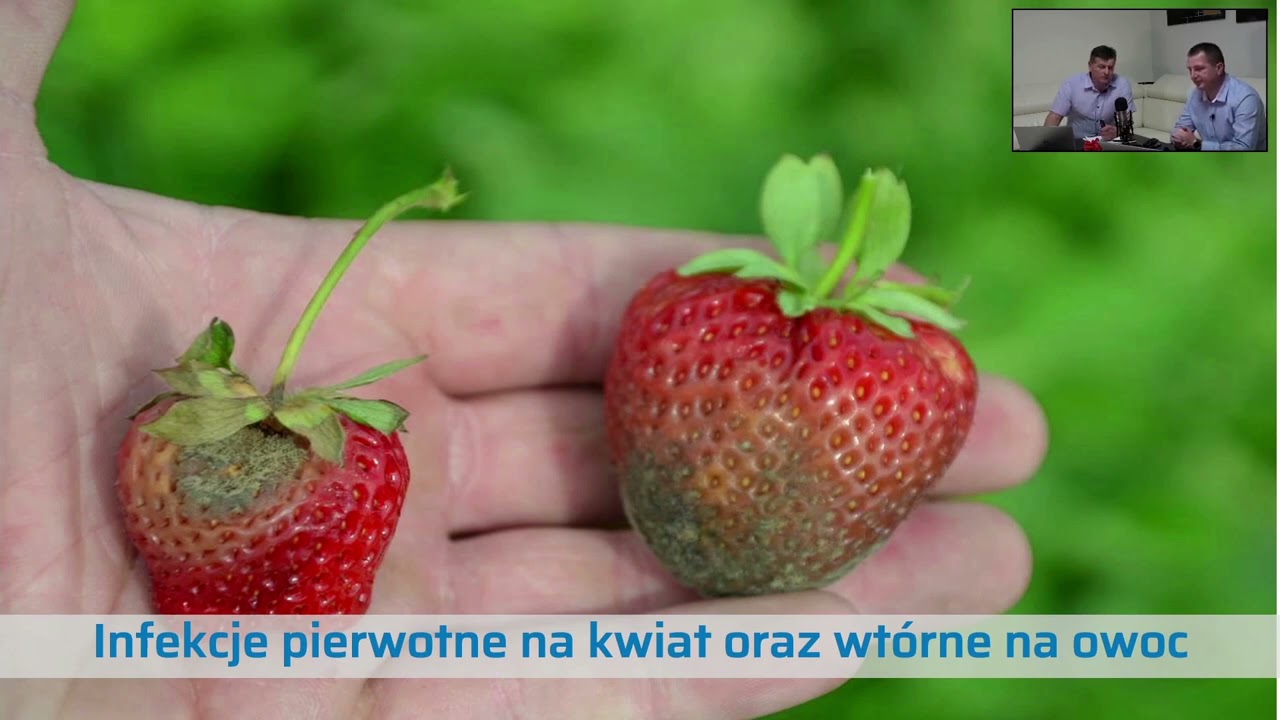 Najgroźniejsza choroba w uprawie truskawek, szara pleśń jak z nią postępować aby ograniczyć problem