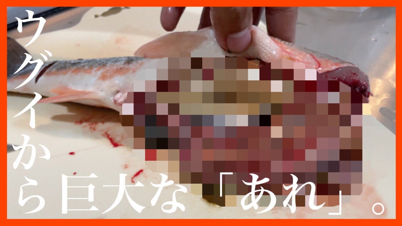 【ウグイの刺身】捌いてたら中から&hellip;