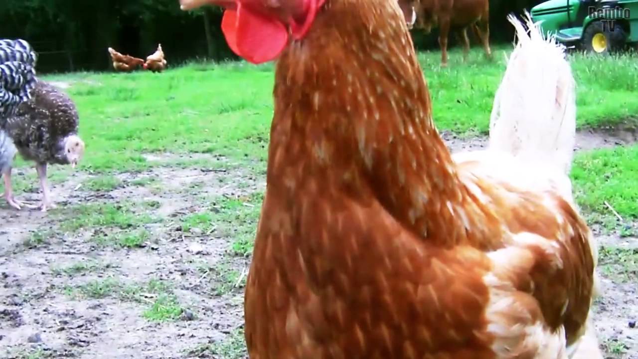 kalkoenen en kippen