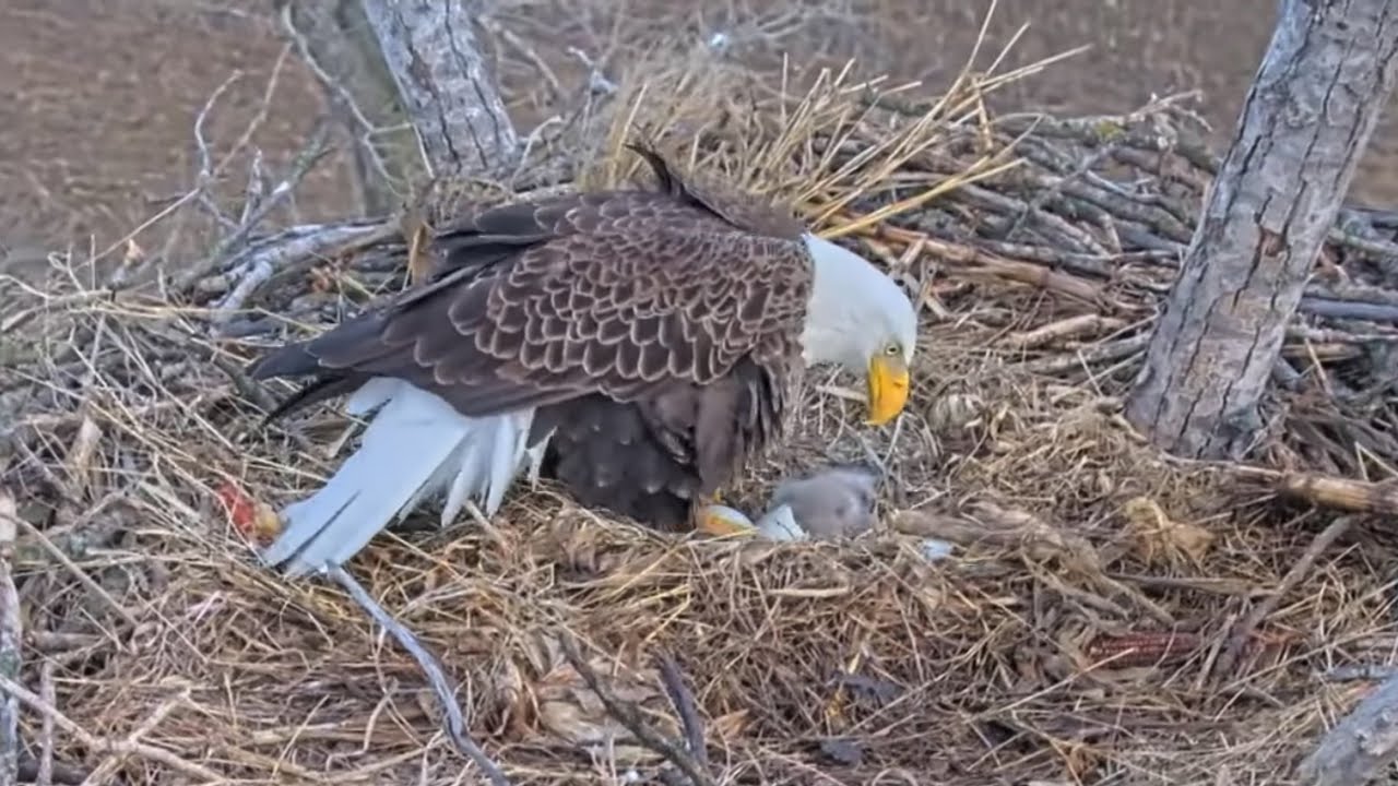 Kansas Eagles 3-6-36.  Harvey Sees & Broods Osage (Name for Eaglet #1) for the 1st Time!  + More! 🥰
