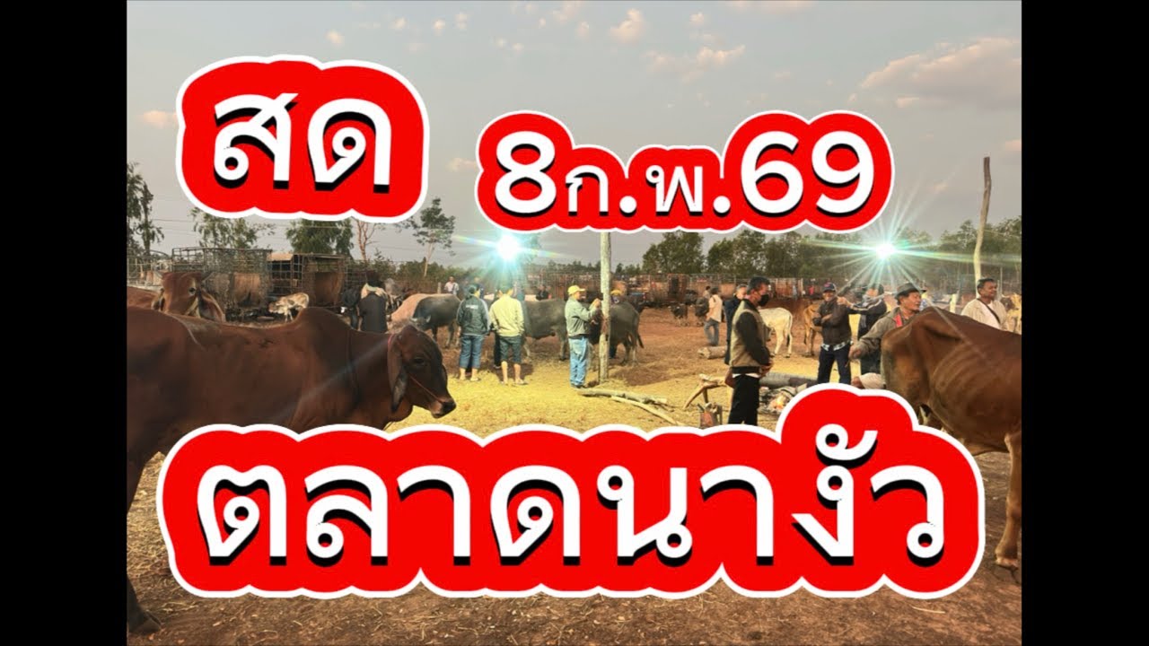 ชมบรรยากาศตลาดนัดโคกระบือนางัว อ.สว่าง จ.สกลนคร #ราคาวัววันนี้ 8/2/69